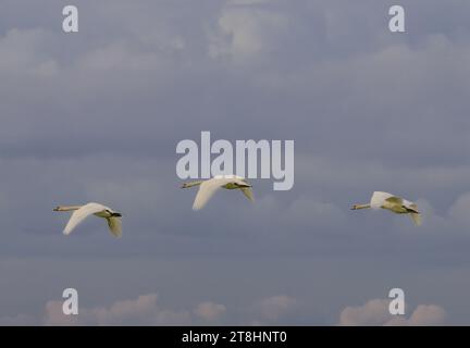 Three flying mute swans, Cygnus olor, against a background of gray clouds and illuminated by sunbeams shining from behind and between the clouds Stock Photo