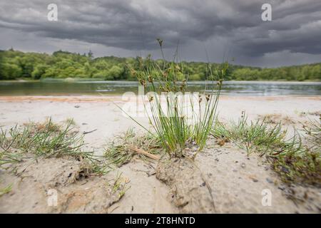 Close up of a Brown Beaksedge, Rhynchospora fusca, in a vast Drenthe Dutch landscape with sand quarry and lake against a background of forest and dark Stock Photo