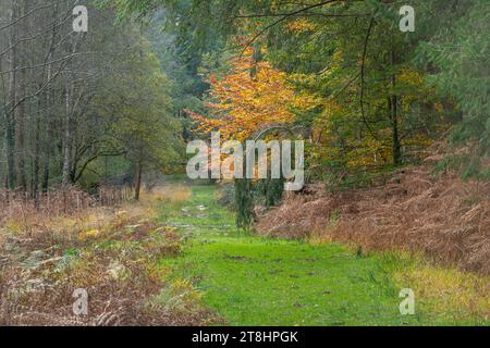 Country path through woodland at Bolderwood in the New Forest National Park, Hampshire, England, UK, autumn scene Stock Photo