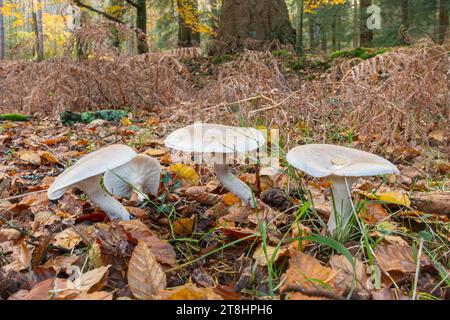 Woodland fungi during Autumn at Bolderwood in the New Forest National Park, Hampshire, England, UK Stock Photo