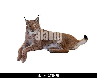 Carpathian lynx lies isolated on white background Stock Photo