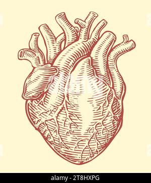 Human heart with anatomical venous system. Hand drawn sketch vintage vector illustration Stock Vector