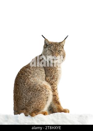 Carpathian lynx sitting on snow isolated on white background Stock Photo