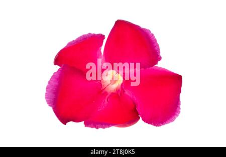 red oleander flower isolated on white background Stock Photo