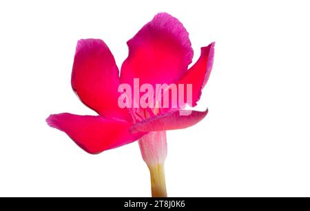 red oleander flower isolated on white background Stock Photo