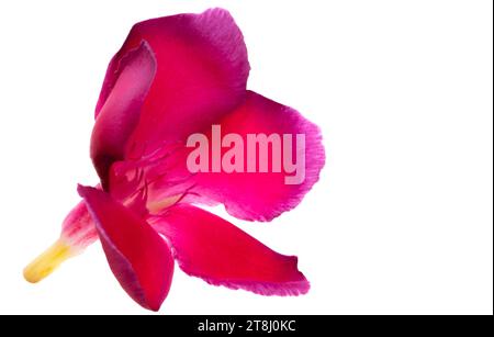 red oleander flower isolated on white background Stock Photo