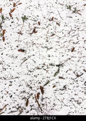 snow-covered ground with fir cones in winter landscape Stock Photo