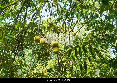 A grouping of growing black walnuts in the eastern American black walnut tree, Juglans nigra, in late July. Kansas, USA. Stock Photo