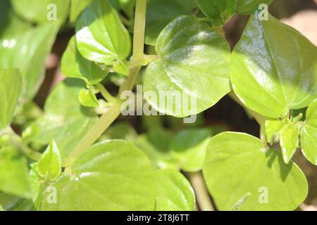 Chinese betel leaves or Peperomia Pellucida leaves have anti-cancer and anti-inflammatory agents which are good for health Stock Photo