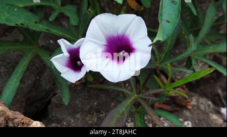 close up of Ipomoea nil or Japanese morning glory flowers blooming Stock Photo