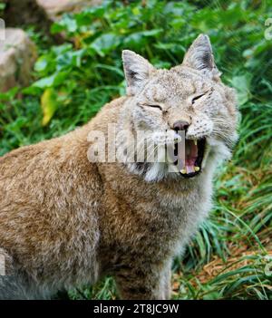 Close up of young tired lynx on green meadow yawning tiredly towards camera Stock Photo