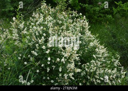 In spring, ordinary privet (ligustrum vulgare) blooms in the wild Stock Photo