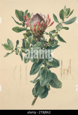 Königsprotea, Franz Bittner, registered as a student at the Vienna Academy in 1815, 1st half of the 19th century, drawing, watercolor, pencil, heightened with white, passe-partout section: 46.6 × 32.9 cm, right. 'Protea, Austria Stock Photo