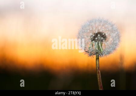 Dandelion at sunset Stock Photo