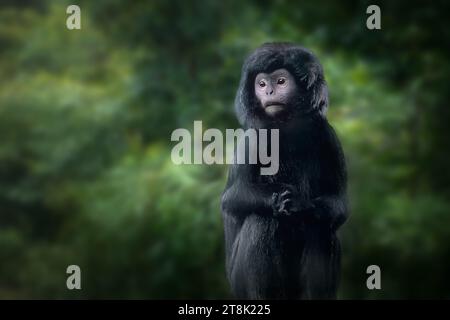 East Javan Langur (trachypithecus auratus) Stock Photo