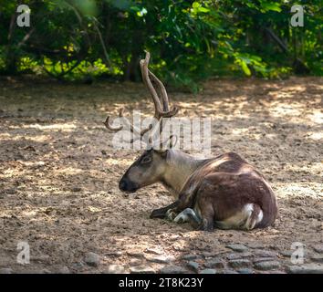European Forest Reindeer (rangifer tarandus fennicus) Stock Photo