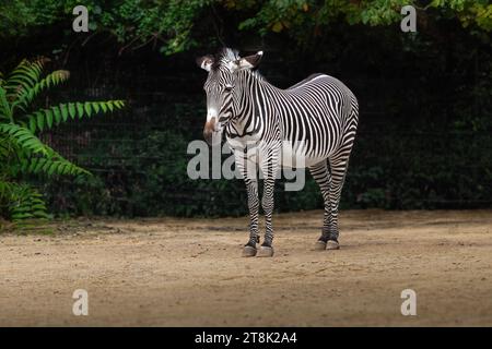 Beautiful Grevys Zebra (equus grevyi) Stock Photo