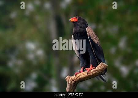 Bateleur Eagle (terathopius ecaudatus) - Bird of Prey Stock Photo