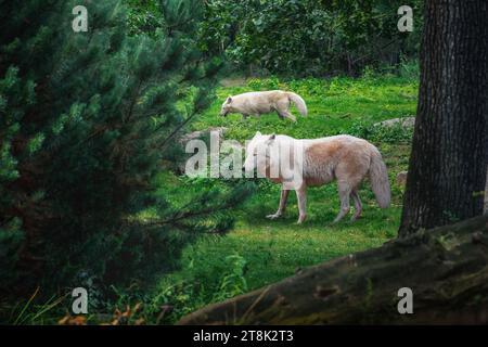 Arctic Wolfs (canis lupus arctos) Stock Photo