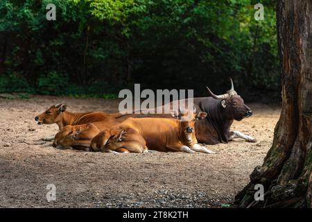 Javan Banteng Family (bos javanicus) Stock Photo