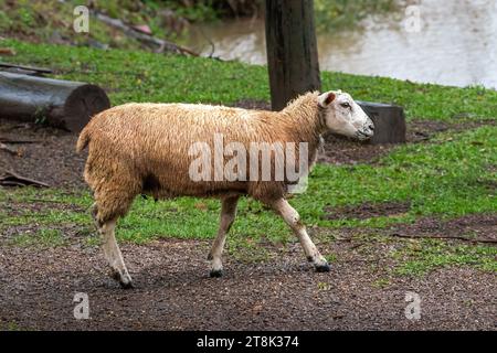 White Sheep on a farm Stock Photo