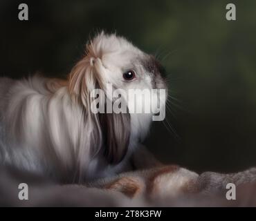 Fluffy American Fuzzy Lop Rabbit Stock Photo