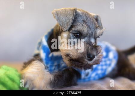 Salt and Pepper Miniature Schnauzer Puppy Dog Stock Photo