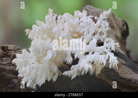 comb tooth mushroom, Coral tooth (Hericium coralloides, Hericium clathroides), on dead wood, Germany, Mecklenburg-Western Pomerania Stock Photo