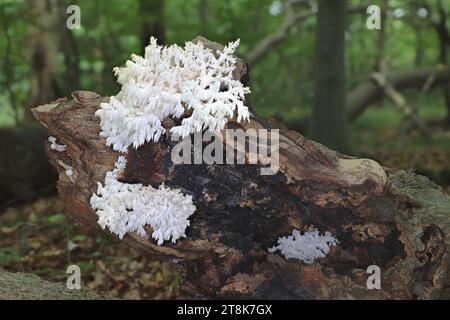 comb tooth mushroom, Coral tooth (Hericium coralloides, Hericium clathroides), on dead wood, Germany, Mecklenburg-Western Pomerania Stock Photo