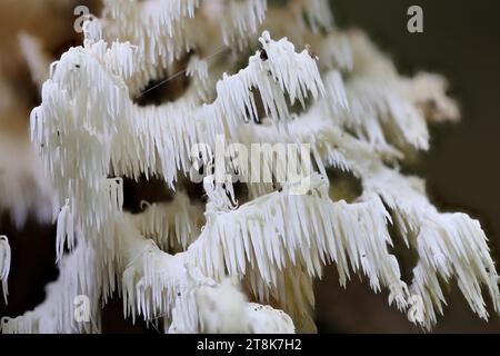 comb tooth mushroom, Coral tooth (Hericium coralloides, Hericium clathroides), on dead wood, Germany, Mecklenburg-Western Pomerania Stock Photo