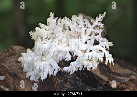 comb tooth mushroom, Coral tooth (Hericium coralloides, Hericium clathroides), on dead wood, Germany, Mecklenburg-Western Pomerania Stock Photo