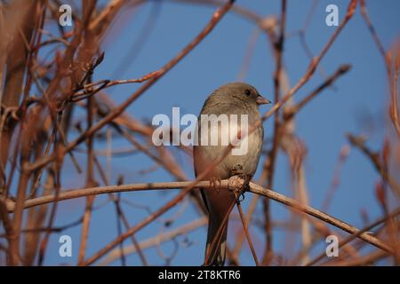 A dark-eyed junco sitting on a twig against a blue sky Stock Photo