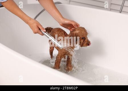 Woman washing cute Maltipoo dog in bathtub indoors. Lovely pet Stock Photo
