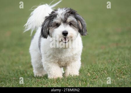 Photo of cute black and white puppy on grass looking at camera. Stock Photo