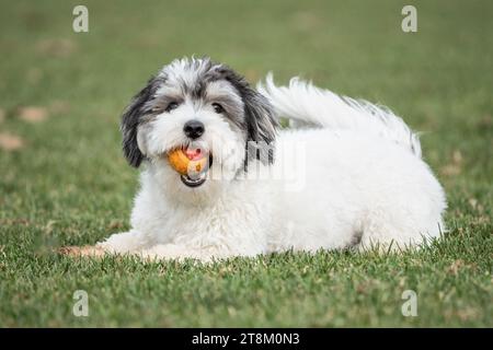 Happy little black and white  Havanese puppy dog with orange ball, looks at camera. Stock Photo