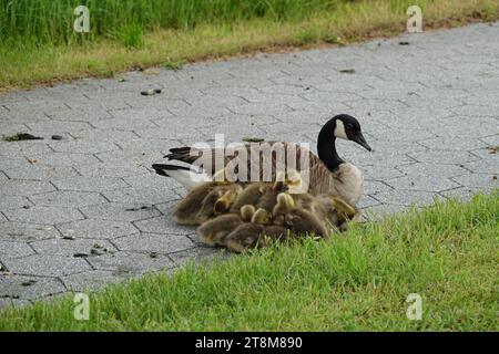 A Canadian goose and her goslings sitting on a brick sidewalk next to a green lawn Stock Photo