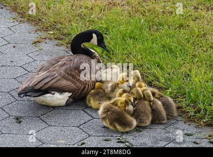 A Canadian goose and her goslings sitting on a brick sidewalk next to a green lawn Stock Photo