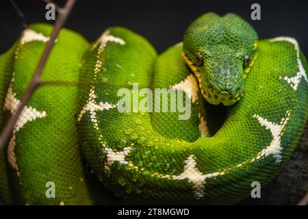 Amazon Basin emerald tree boa (Corallus batesii) at Zoo Atlanta in Atlanta, Georgia. (USA) Stock Photo