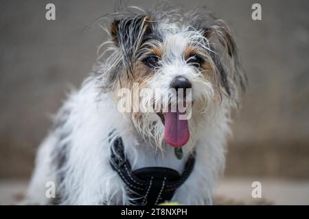 small jack russell dog close up. hairy little dog on the beach Stock Photo