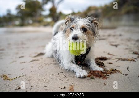 small jack russell dog close up. hairy little dog on the beach Stock Photo