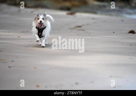 small jack russell dog close up. hairy little dog on the beach Stock Photo