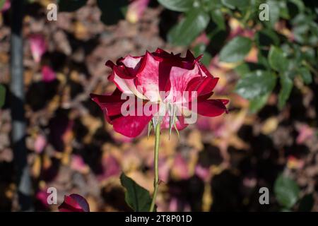 Blooming beautiful colorful rose in the garden background Stock Photo
