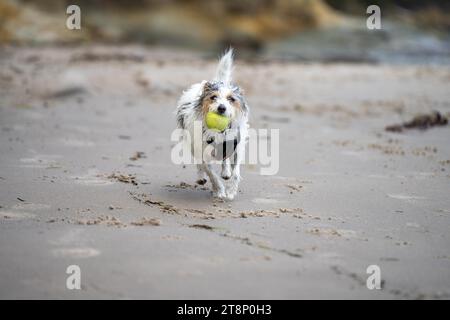 small jack russell dog close up. hairy little dog on the beach Stock Photo