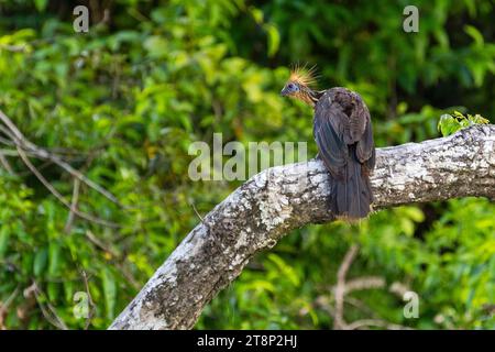 Hoatzin (Opisthocomus hoazin), Rio Guayabero, La Macarena, Colombia Stock Photo