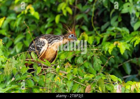 Hoatzin (Opisthocomus hoazin), Rio Guayabero, La Macarena, Colombia Stock Photo