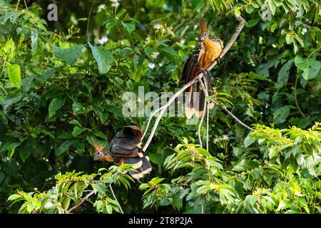 Hoatzin (Opisthocomus hoazin), Rio Guayabero, La Macarena, Colombia Stock Photo