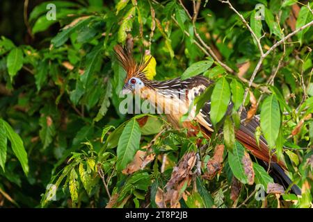 Hoatzin (Opisthocomus hoazin), Rio Guayabero, La Macarena, Colombia Stock Photo