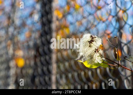 Clematis brachiataon the fence in autumn Stock Photo