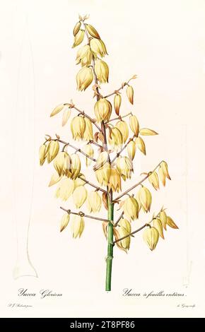 Old illustration of  Spanish Dagger flower (Yucca gloriosa). Les Liliacées, By P. J. Redouté. Impr. Didot Jeune, Paris, 1805 - 1816 Stock Photo