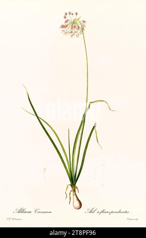 Old illustration of  Nodding Onion (Allium cernuum). Les Liliacées, By P. J. Redouté. Impr. Didot Jeune, Paris, 1805 - 1816 Stock Photo